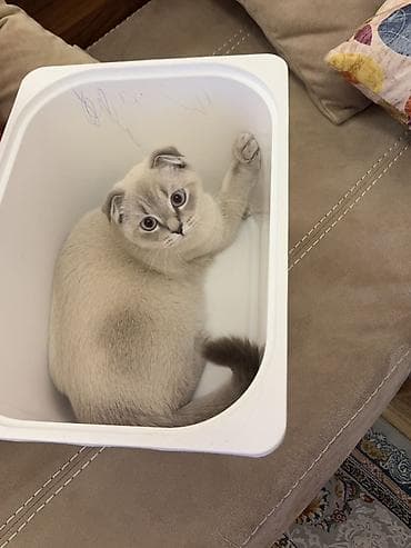 Şotland, Yaxşı əllərə