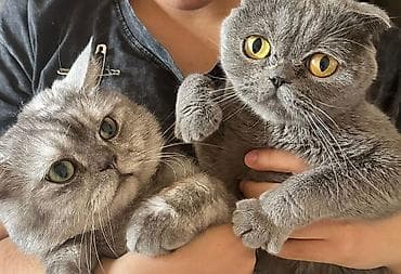 pişik geyimleri: Şotland yastı qulaq — 2