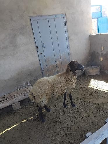 qoyun mal: Ana nala 1.ci qarin bala disi. qirmizi qoyun 2 ci qarina bogaz. qumral — 5
