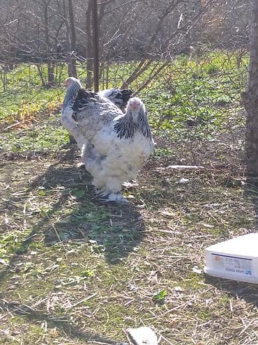 quş yuvaları: Toyuq, Brama, Damazlıq — 3