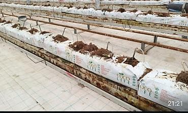 gubre: Kakabit.KOKO LİFE. Meşok 40 qəpik. Bütün bitkilər üçün ağaclar,güllər — 1