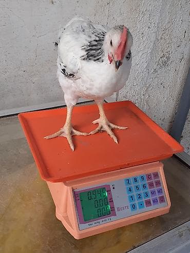 hind toyugu: Saglam colpalar 3 dəfə vaksın olunub ünvan Zıg həm ətlik həm — 1