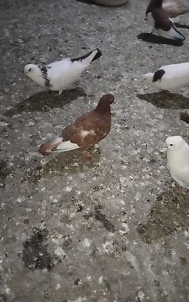 tovuz quwu: Usd usde 3 denedı 5 manatdan - Rəng: Açıq qəhvəyi/bej tonlarında — 3