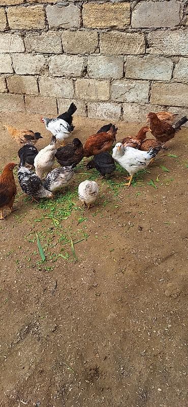 cücə yemi: Toyuq cücələri, Damazlıq, Ödənişli çatdırılma — 8