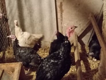 cin bildircin: Hinduşka sürüsü – qara və ağ rəngli fərdlər hinduşkalar satilir — 6