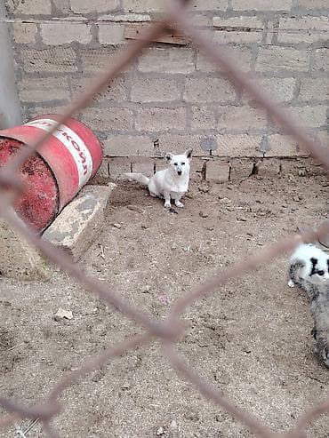 it satişi: Zvonok, 1 il, Dişi, Peyvəndli, Ünvandan götürmə — 3