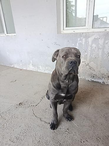 Kane-Korso, 11 ay, Erkek