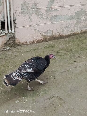 Dişi, Yumurtalıq, Ünvandan götürmə lalafo.az -da Dişi, Yumurtalıq, Ünvandan götürmə