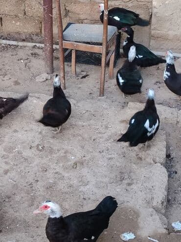 geref quşu: Muscovy ördəkləri (indi yetişdirilən sürü) - Rənglər: qara, ağ ləkəli — 5