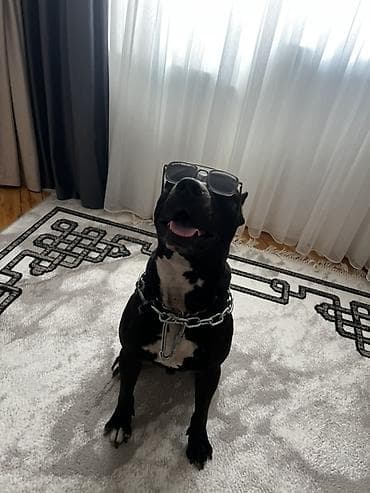 pitbullar: Pitbul, 2 il, Erkek, Cütləşmə üçün — 7
