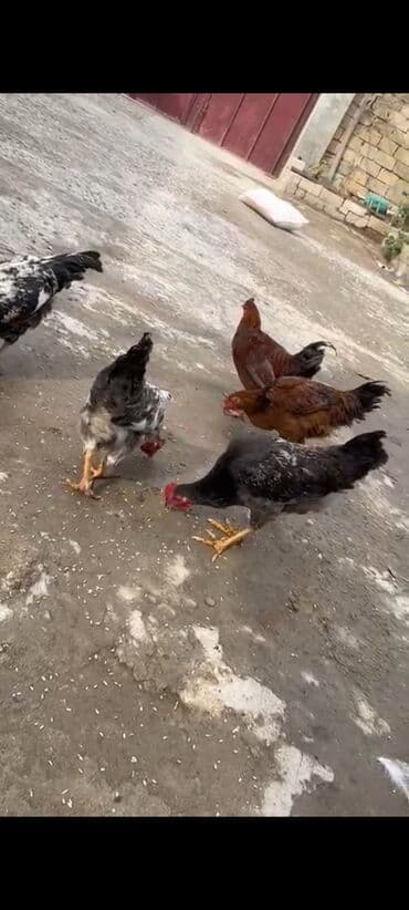 Gəmiricilər: Toyuq, Yumurtalıq — 4