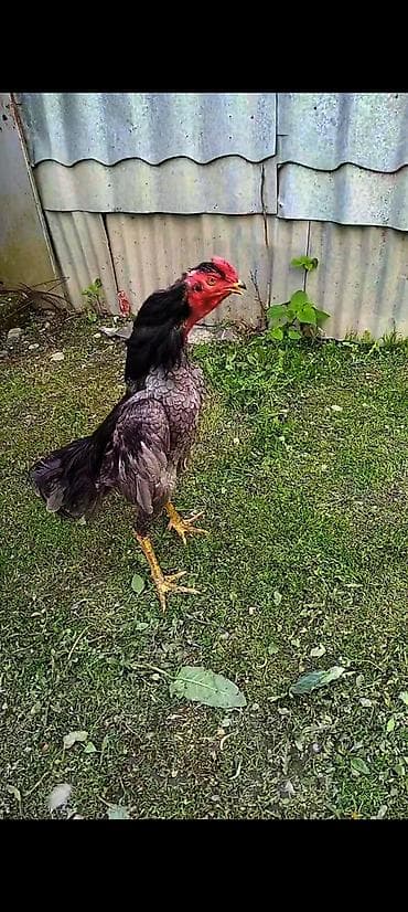 pudel iti haqqinda: Cins: Uzunboyun, döyüş tipli xoruz (ehtimalən Aseel/Şamo xətti) Rəng — 7