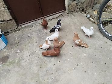 Satılır 8 quş gəncə 60 manata — 6