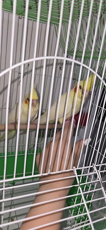 avcarka bala: Qırmızı göz lutino balaları satılır sağlam vitaminli quşlardır hamisin — 1
