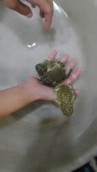 heyvanlara verilen adlar: Qurbaga — 2