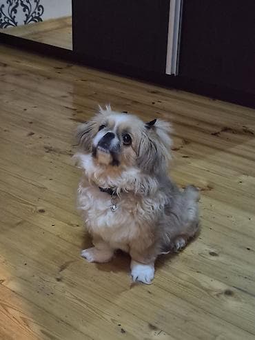 it şekli: Pekines, 5 ay, Erkek, Ünvandan götürmə — 3