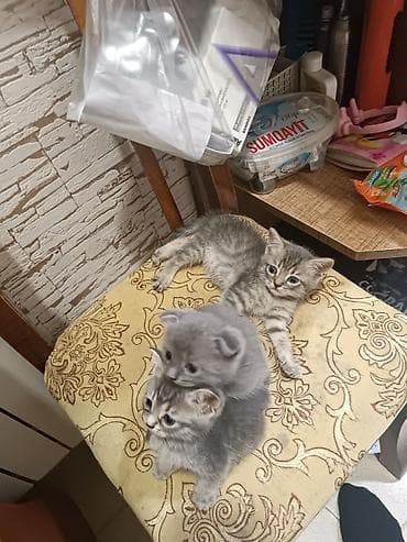 balaca pişikler: Anası britan Atası Color point olan pişiklərin balaları — 4