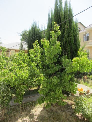 Daşınmaz əmlak: Bakı, 6 otaqlı, Köhnə tikili, m. Azadlıq Prospekti, 250 kv. m — 10