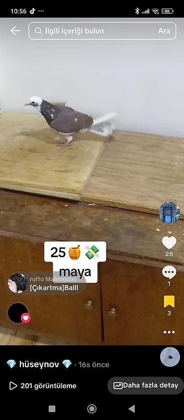 Göyərçinlər: Məhsul: Evdar göyərçin (bəyaz başlı, qəhvəyi-bədənli, quyruğu ağ) - — 2