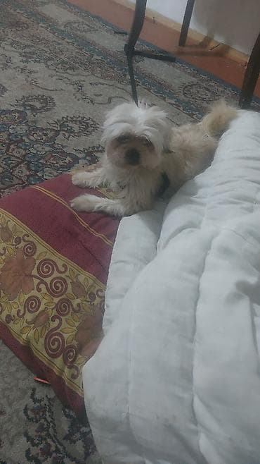 sirin itlerin satisi: Shi-tsu, 1 il, Dişi, Peyvəndli, Ödənişli çatdırılma — 2