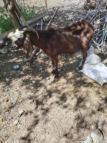ereb ati satilir: Südlük keçi – qəhvəyi rəng, alnı və burnunda ağ ləkəli. Uzun sallaq — 3