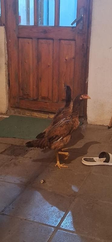 Digər kənd təsərrüfatı heyvanları: Toyuq cücələri, Damazlıq — 5