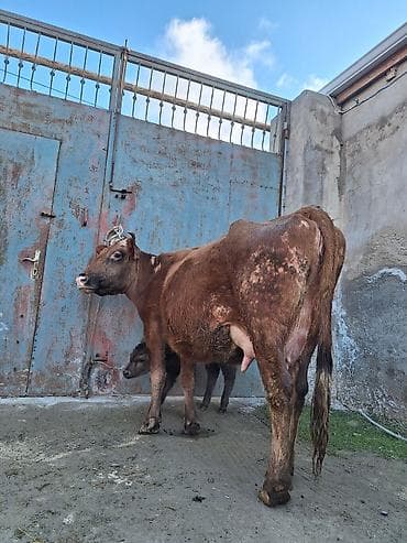 Yemlər: 14 litir süd verir 4 qarına doğub 10 gündü doğub balası dişdi — 4