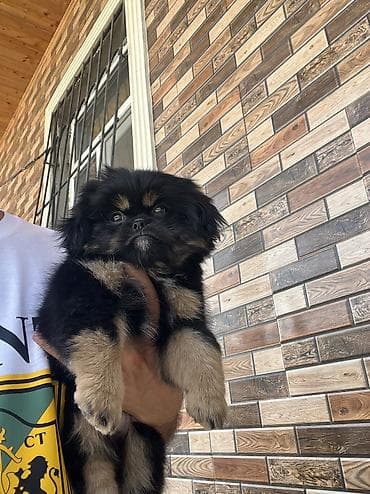i̇sm: Pekines, 2 ay, Dişi, Peyvəndli — 1