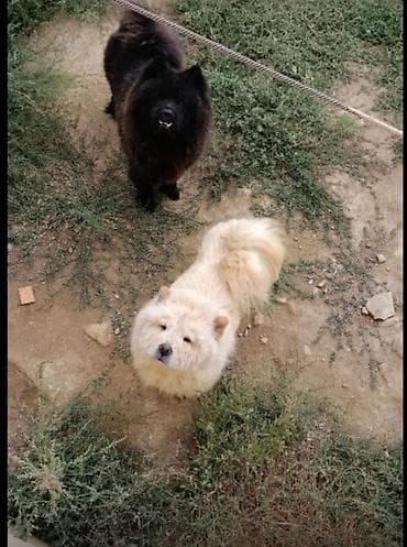 qaz balasi nece gune cixir: Çau-Çau — 1