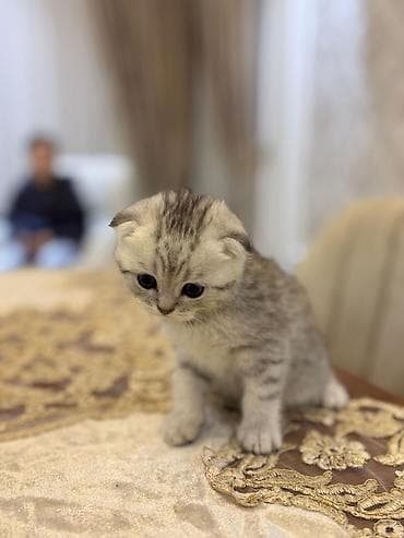 pişik pişik: Şotland yastı qulaq — 6