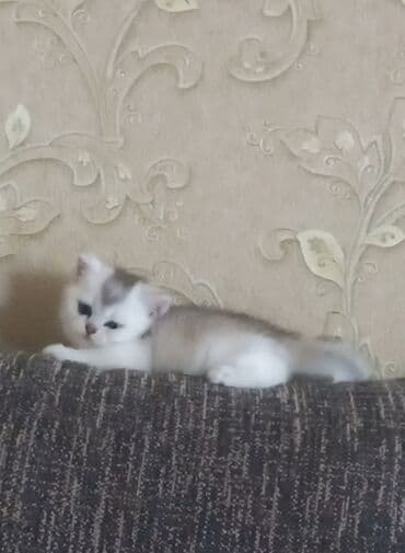 cutlesdirmek ucun pisik: Britan, Erkək, Dişi, Yaxşı əllərə, Ünvandan götürmə — 3