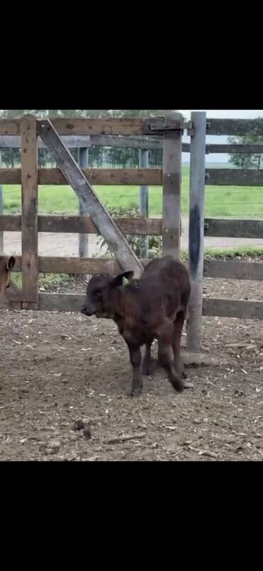 at və eşşəyin cütləşməsi: Məhsul: Qara və tünd qəhvəyi rəngli buzovlar (ətlik tip) Təsvir: - — 5
