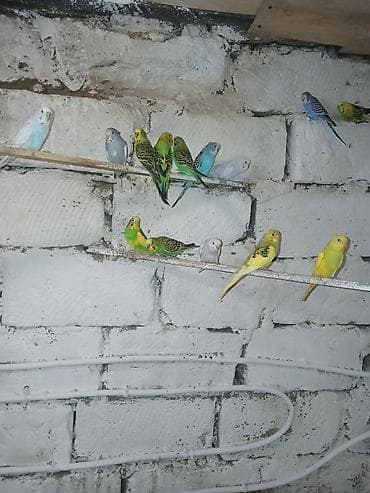 Seçmə rənglərdə dalmatin, sarı-yaşıl, mavi, ağ və boz tonlarda