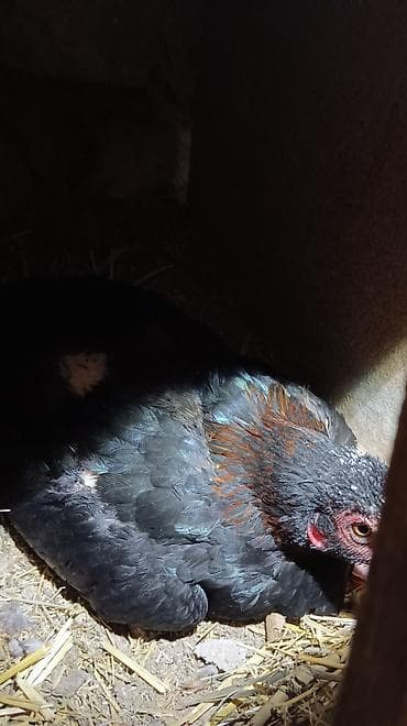 goyercin damı: Toyuq, Damazlıq, Ünvandan götürmə — 2