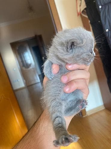 Salam,5baladir,atasi sotland(sallaq qulaq)anasi britan(dik qulaq) lalafo.az -da Salam,5baladir,atasi sotland(sallaq qulaq)anasi britan(dik qulaq)