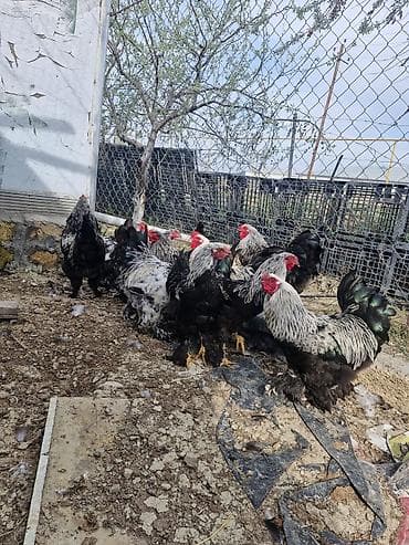 brama cuceler: Toyuq, Brama, Damazlıq — 3