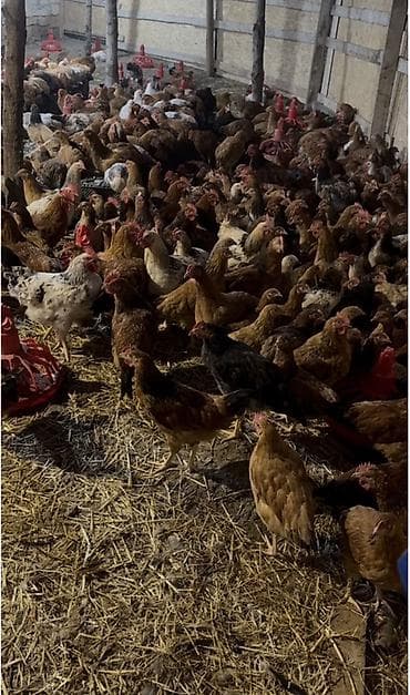 ucuz pudel: Tam sağlam, yerli kənd (beçələr)toyuqlar, 4 aylıqdı xoruzları artıq — 4