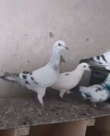 pişiklər ucuz: Məhsul: Ev göyərçinləri (bir neçə cüt) Təsvir: - Ağ və ağ-boz rəng — 1