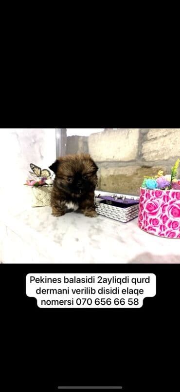 3D panellər: Pekines, 2 ay, Dişi — 1