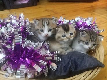 quba heyvanlar: Şotland yastı qulaq — 3