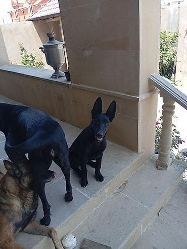 it balaca: Belçika çoban iti, 4 ay, Erkek — 5