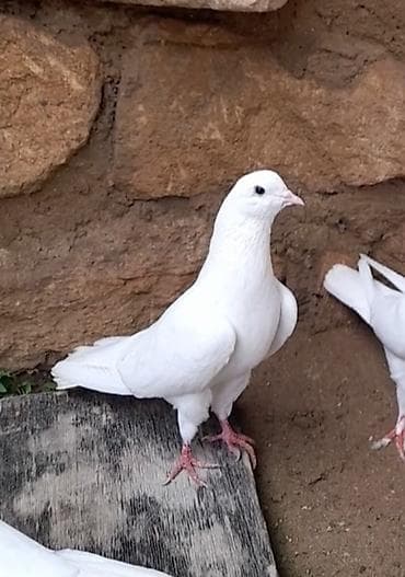 masalli goyercini: Erkey — 5