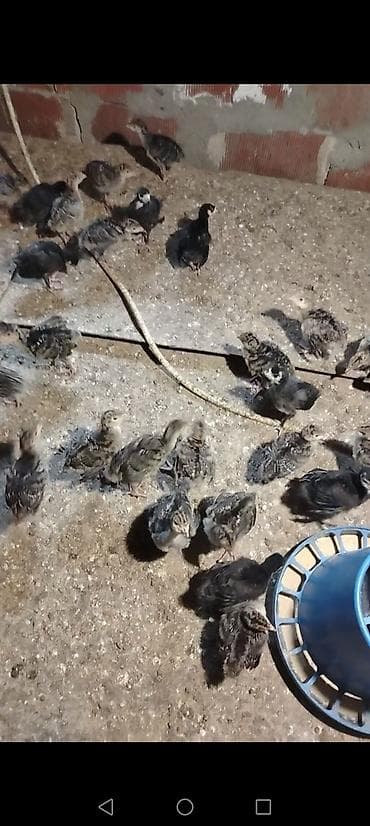 toyuq mehsullari topdan satis: Dişi, Kanada, Ətlik, Ödənişli çatdırılma — 4