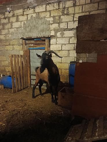 Keçilər, çəpişlər: Boğaz keçi – məhsuldar yerli cins - Cins: yerli məişət keçisi, uzun — 8