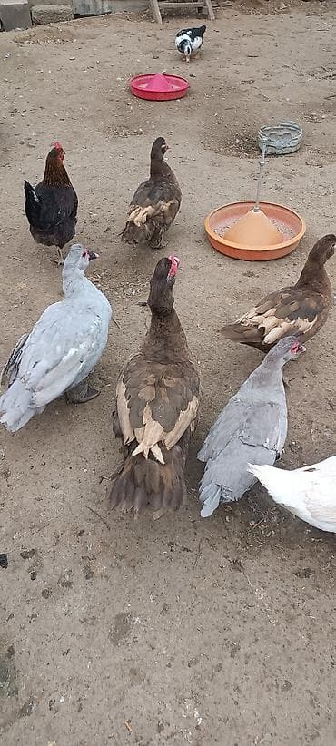 Satılır: Muskovi ördəklər (indo-ördəklər) - Rənglər: şokolad-qəhvəyi