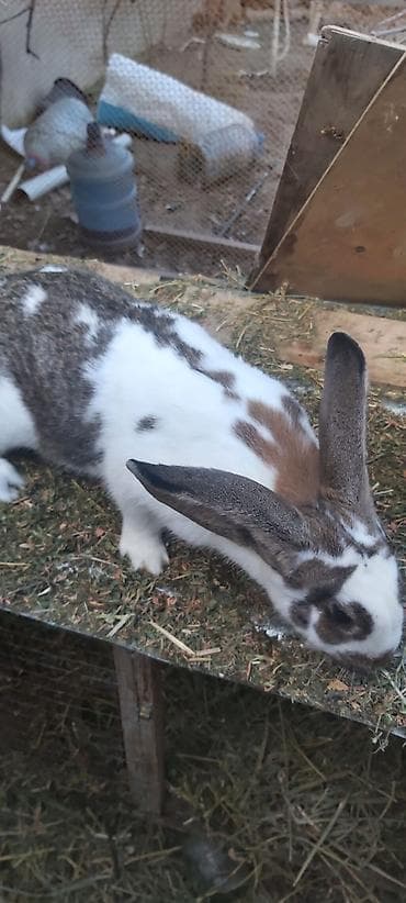 Atlar: Təmiz kaliforniya dovşan balaları — 7