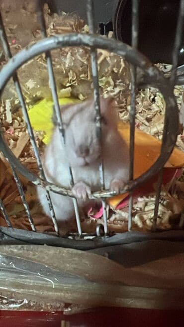 ineklerin satisi: 🐹 Satılır: Hamster 	•	Yaşı: [6-7 aylıq] 	•	Sağlam, aktiv və sevimlidir — 2