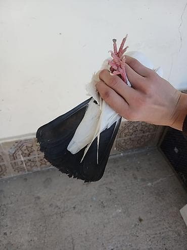 papuqay quş: Hamsi satilir oz damazdiq heyvanlarimdi bezi prablelere gore satiram — 5