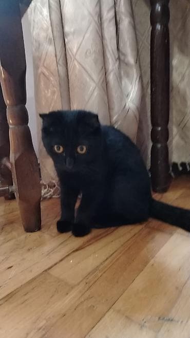 scottish fold: Şotland — 1