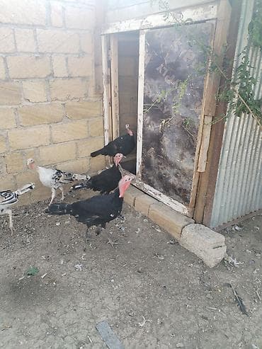 heyvan satışı: 4 ayliq saglam hindusqalar satilir — 1
